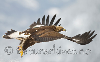 BB 12 0115 / Aquila chrysaetos / Kongeørn